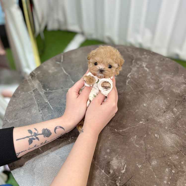 Tea cup Maltipoo- Julie - I LOVE DOG MAIN