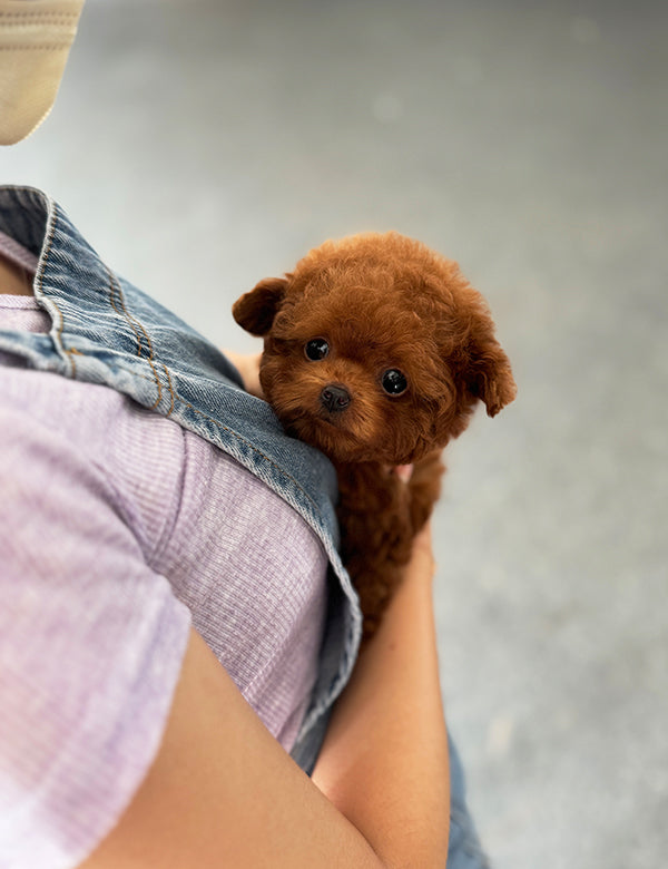 How much is a cinnamon micro poodle best sale