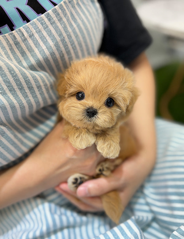 Teacup Maltipoo Puppy Maltipoo Adoption Fully Grown Toy Maltipoo