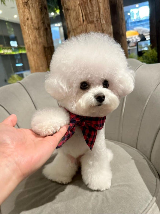 Bichonfrise Review