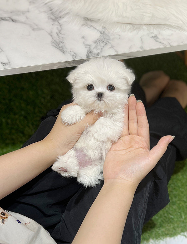 Teacup Maltese - Cookie - I LOVE DOG MAIN