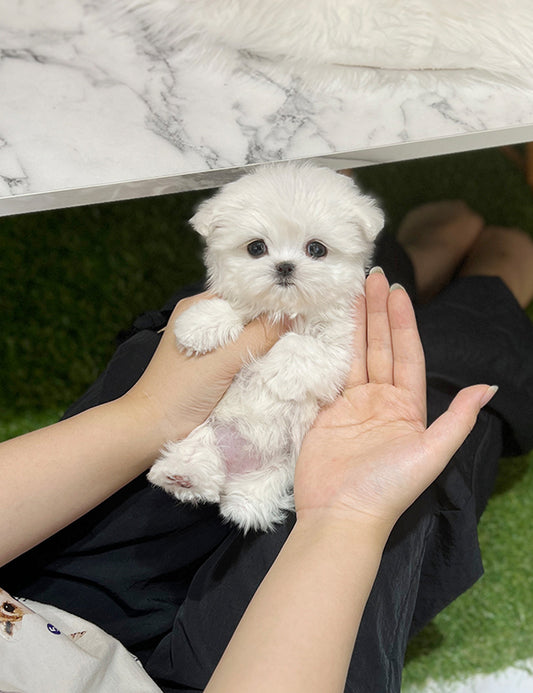 Teacup Maltese - Cookie - I LOVE DOG MAIN