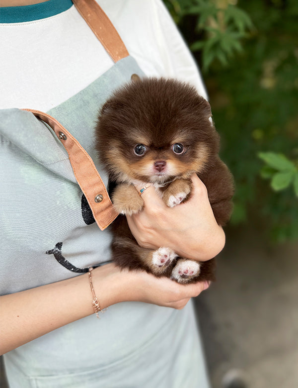 Tea cup chocotan pomeranian- Coco