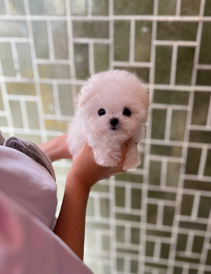 Teacup Bichonfrise - mati - I LOVE DOG MAIN