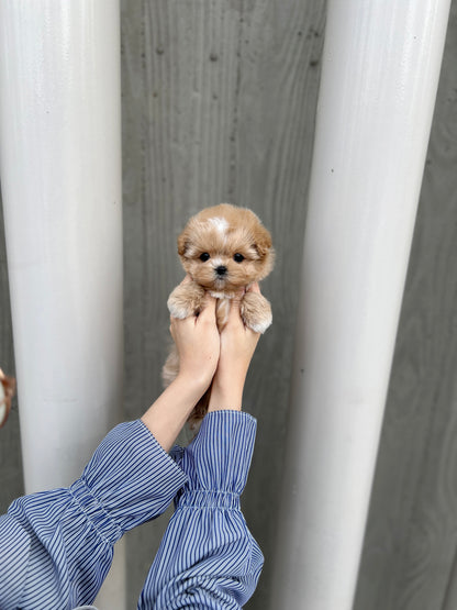 Tea cup maltipoo -Soda - I LOVE DOG MAIN