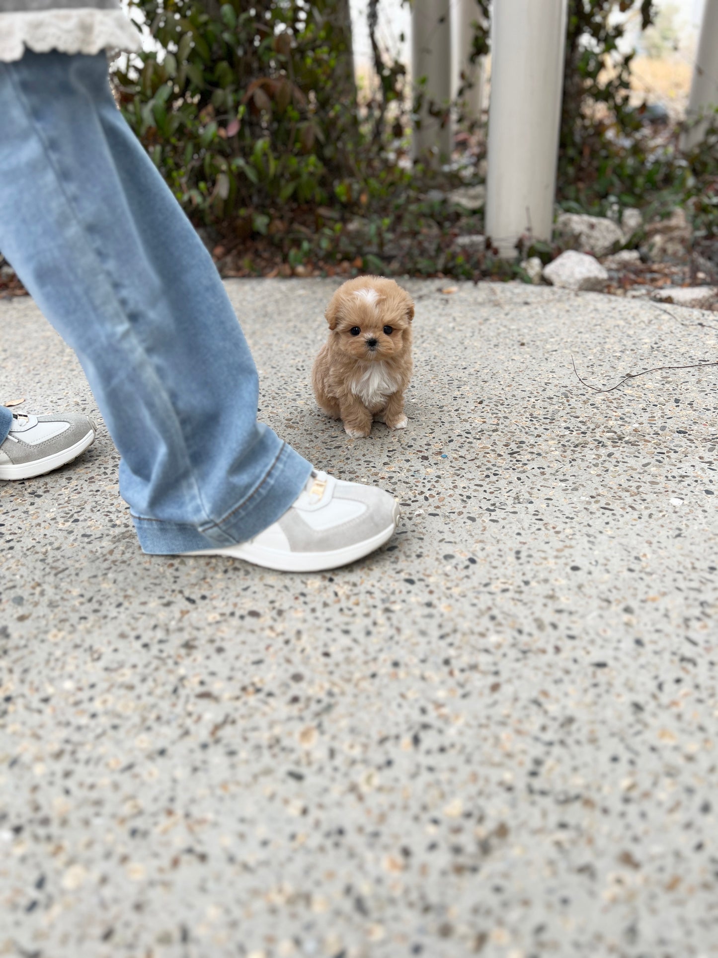 Tea cup maltipoo -Soda - I LOVE DOG MAIN