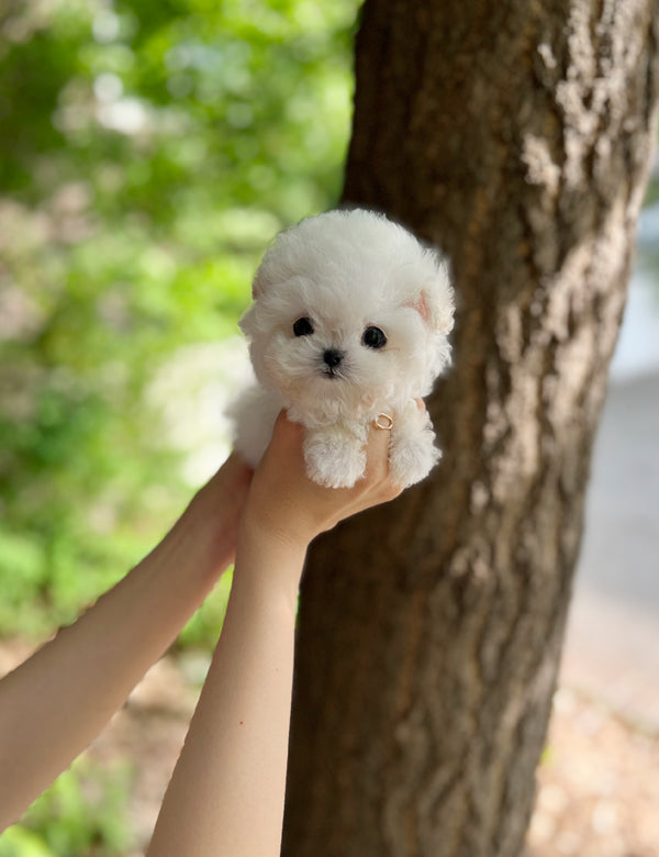 Teacup Bichonfrise - mati - I LOVE DOG MAIN