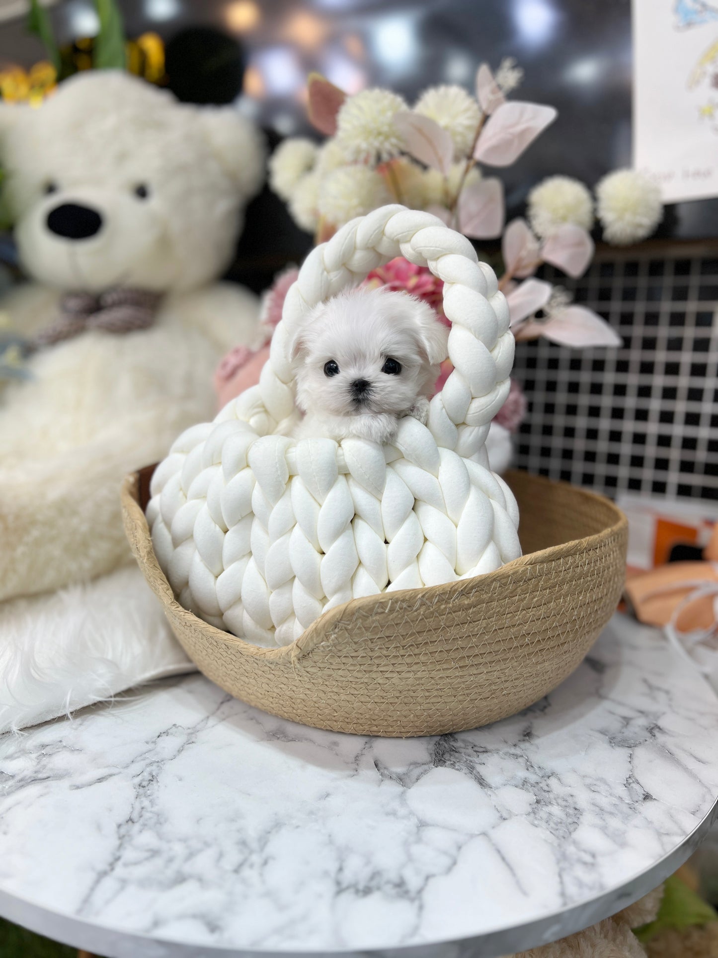 Tea cup Maltese - Bobi - I LOVE DOG MAIN