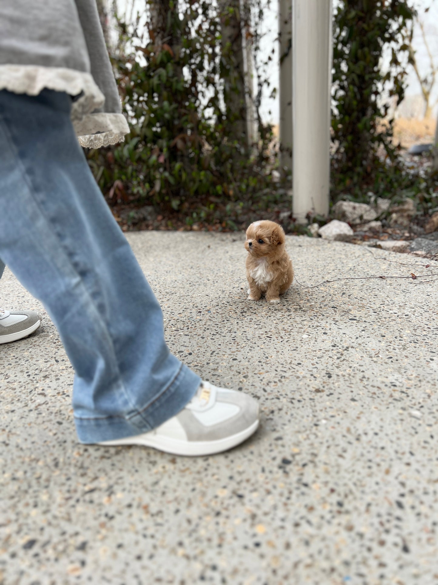 Tea cup maltipoo -Soda - I LOVE DOG MAIN