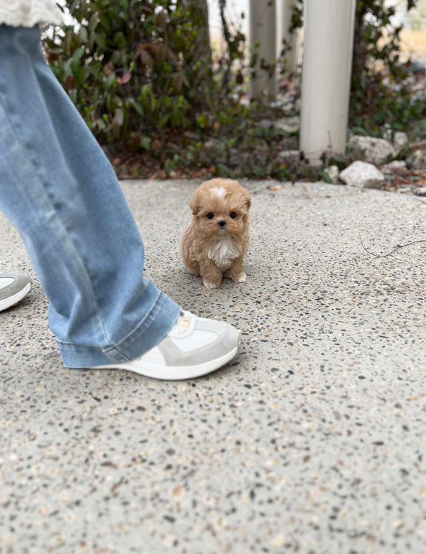 Tea cup maltipoo -Soda - I LOVE DOG MAIN