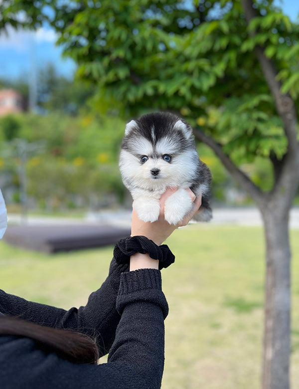 Teacup Pomsky -Shine - I LOVE DOG MAIN