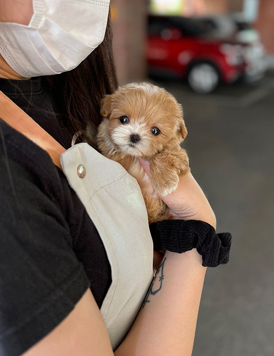 Teacup Maltipoo- Lita