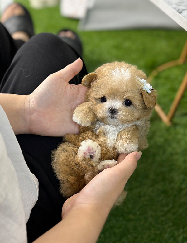 Teacup maltipoo -Wooming