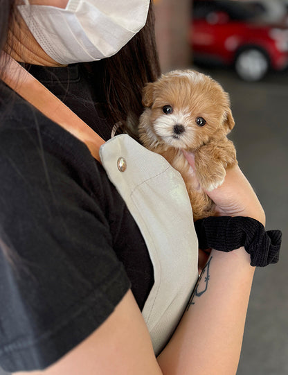 Teacup Maltipoo- Lita