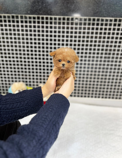 Tea cup Maltipoo-Mino - I LOVE DOG MAIN