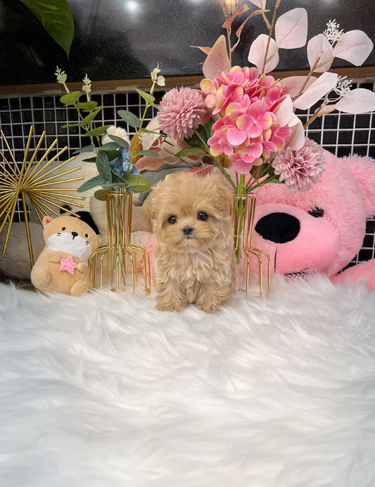 Tea cup maltipoo-Remi - I LOVE DOG MAIN