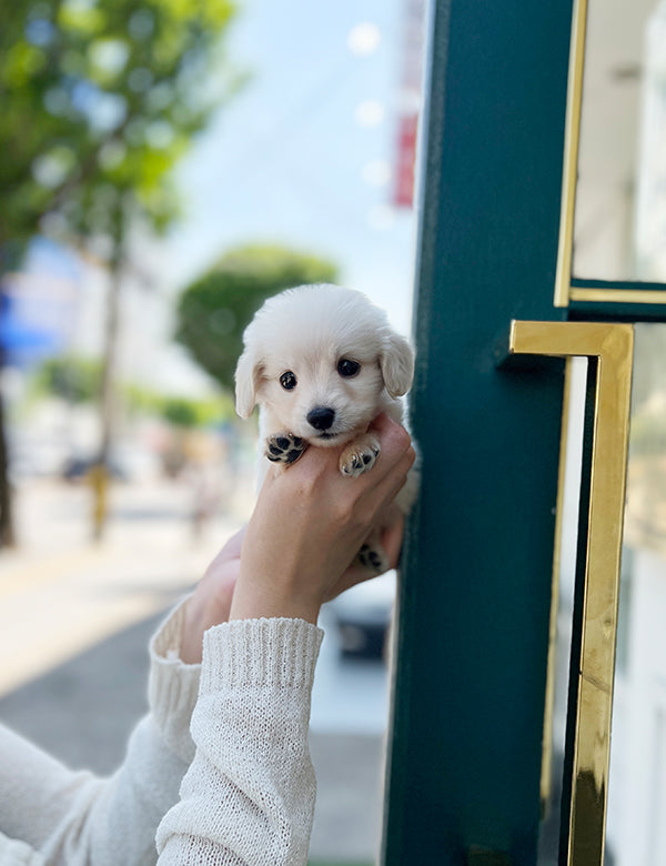 Teacup Dachshund-Dallie - I LOVE DOG MAIN