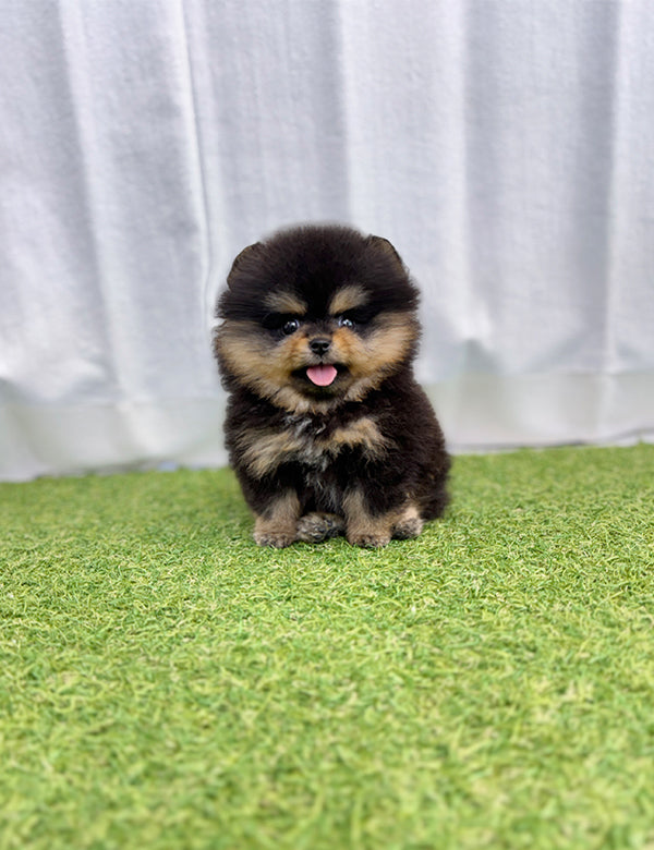 Teacup Blacktan pomeranian- jojo