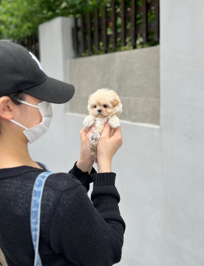 Tea cup maltipoo -Wendy - I LOVE DOG MAIN