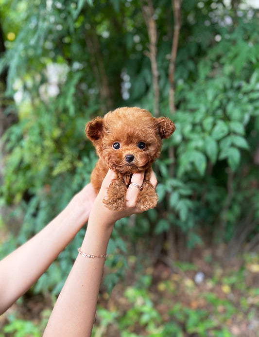 Teacup Toy poodle- lumi