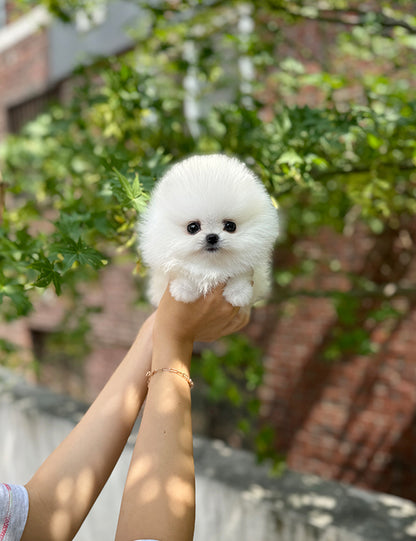 Teacup pomeranian- Songyi