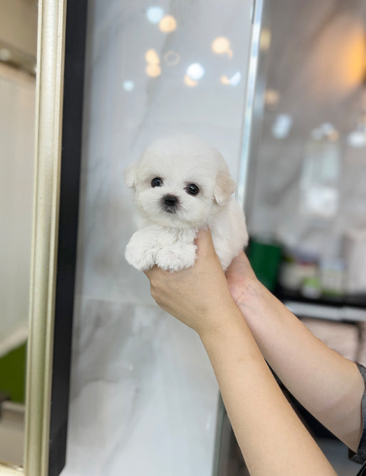 Tea cup Bichonfrise -Vanilla - I LOVE DOG MAIN