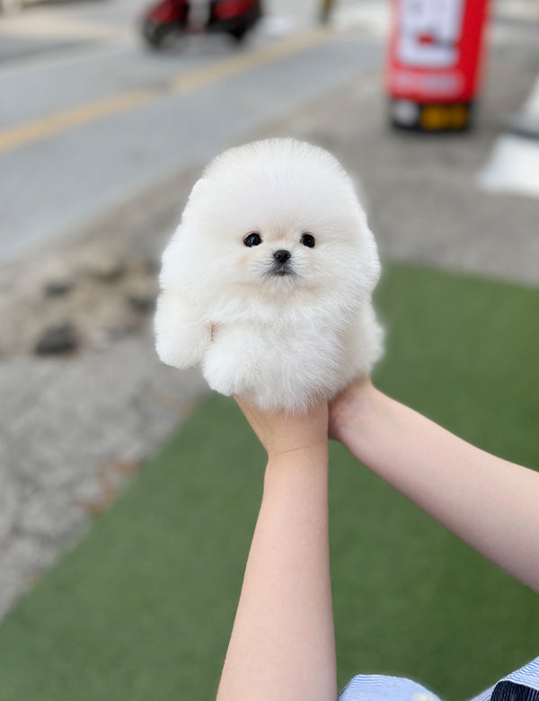 Tea cup Pomeranian-Leo - I LOVE DOG MAIN