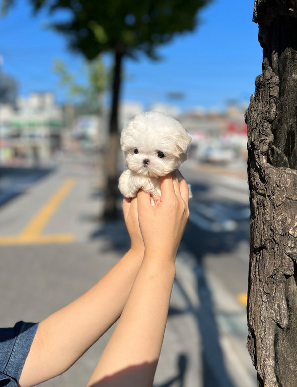 Tea cup Maltese- Rara - I LOVE DOG MAIN