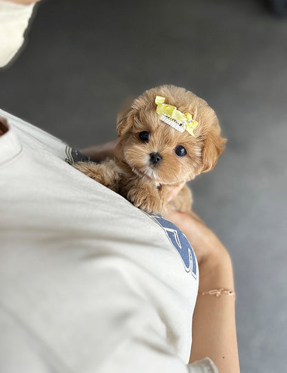 Teacup Maltipoo- hoho