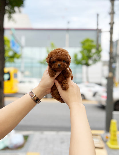 Tea cup poodle-Coco - I LOVE DOG MAIN