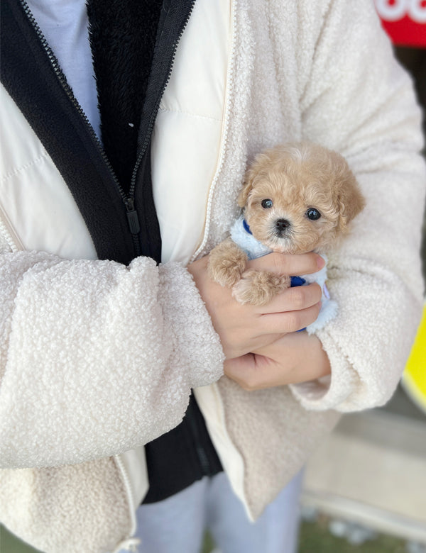 Tea cup Maltipoo- Somi - I LOVE DOG MAIN