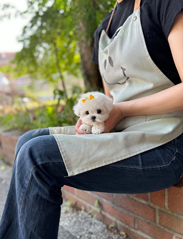 Teacup bichonfrise -Rora