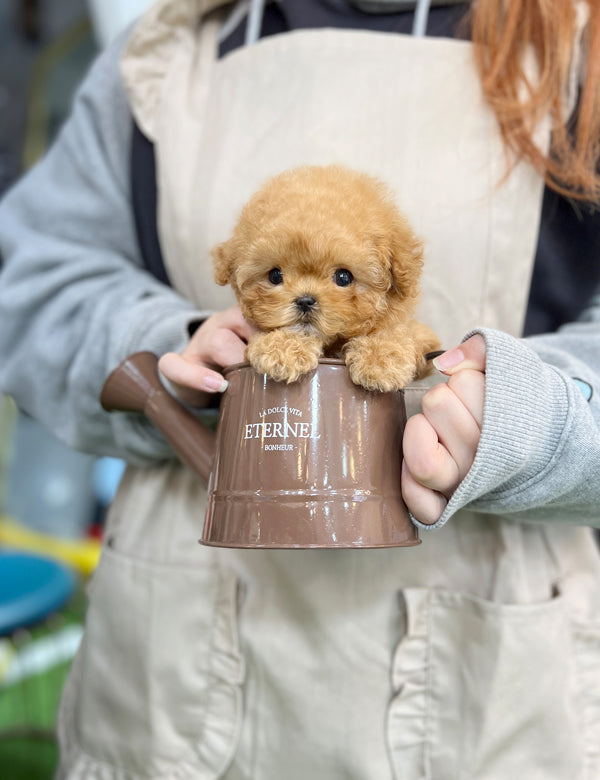 Tea cup Maltipoo- Ellika - I LOVE DOG MAIN