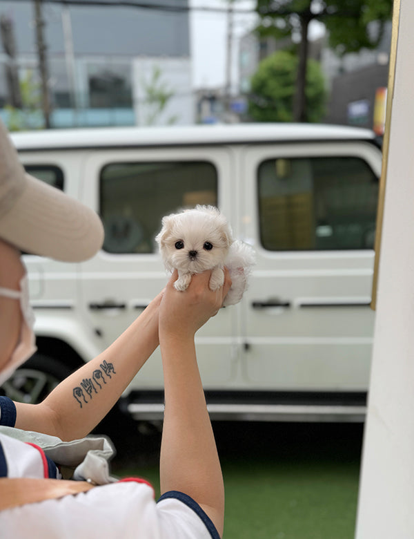 Teacup Maltese -Jeny&Popo