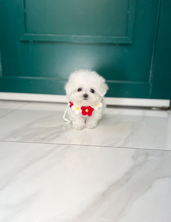 Teacup Bichonfrise -Cozy - I LOVE DOG MAIN