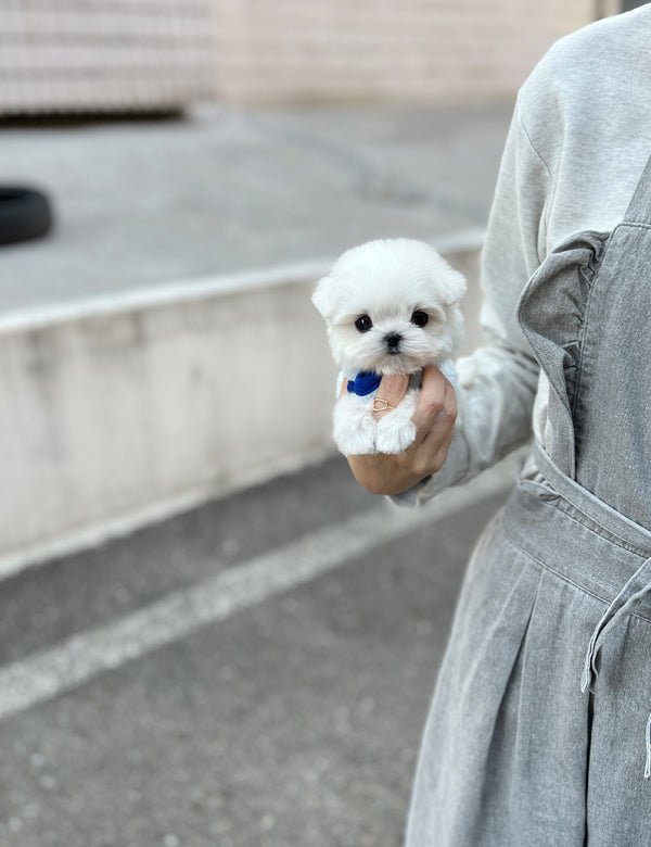 Tea cup Maltese-Haku - I LOVE DOG MAIN