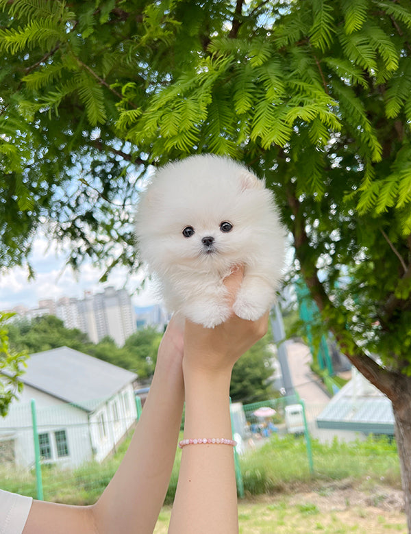 Teacup Pomeranian - Raki - I LOVE DOG MAIN