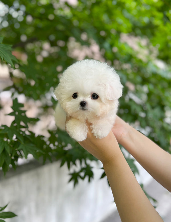 Tea cup Bichonfrise-Nabi - I LOVE DOG MAIN