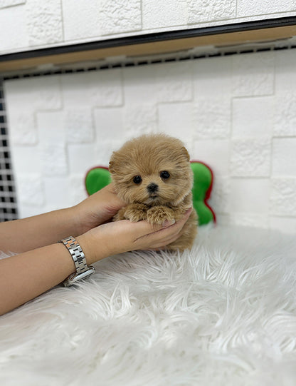 Teacup maltipoo -Rami