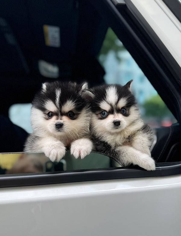 Teacup Pomsky -Taro&Sori