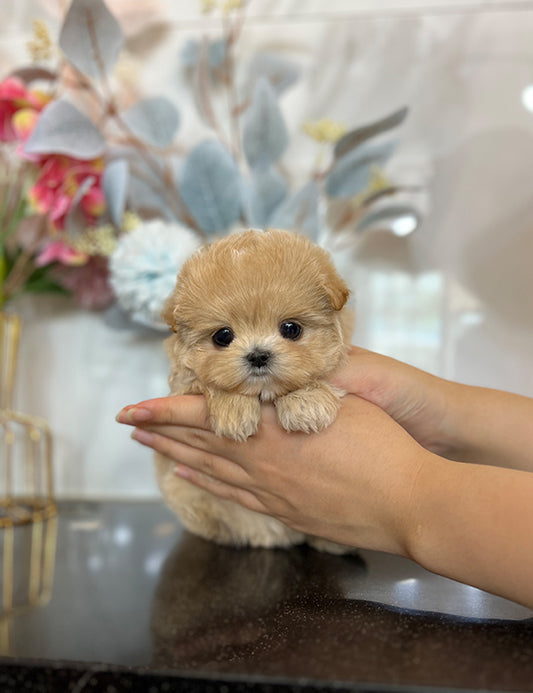 Tea cup Maltipoo- Shark - I LOVE DOG MAIN