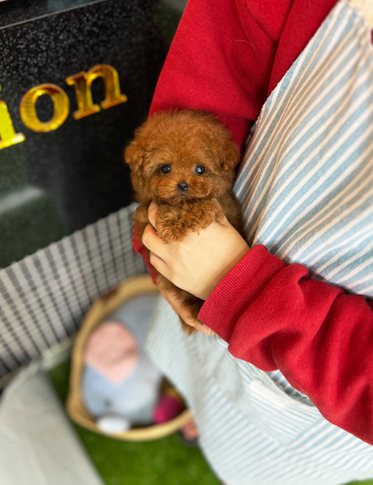 Tea cup poodle-Doldol - I LOVE DOG MAIN