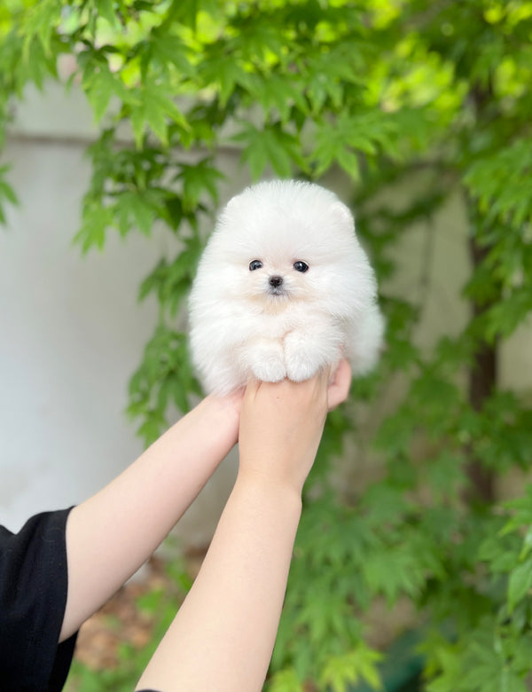 Tea cup Pomeranian-Kuya - I LOVE DOG MAIN