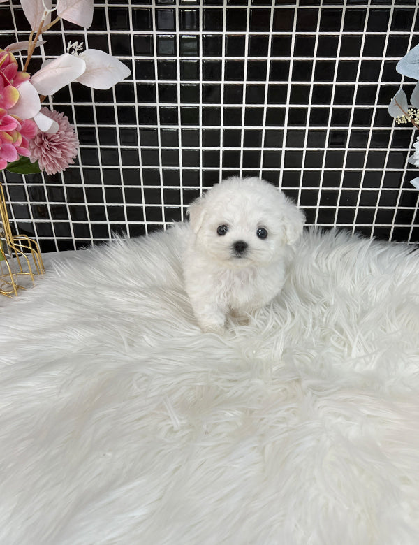 Tea cup Bichonfrise -Milky - I LOVE DOG MAIN