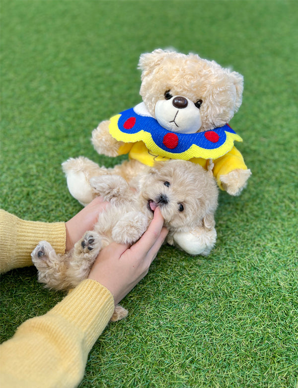 Tea cup Maltipoo- Haribo - I LOVE DOG MAIN