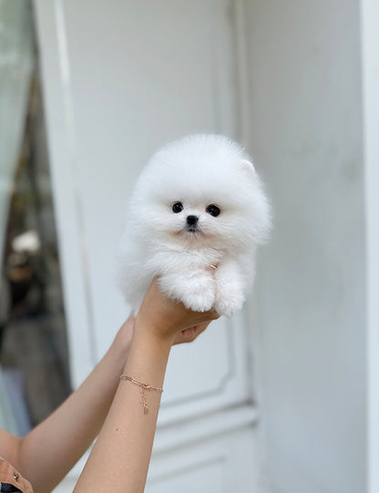 Teacup pomeranian- Sera