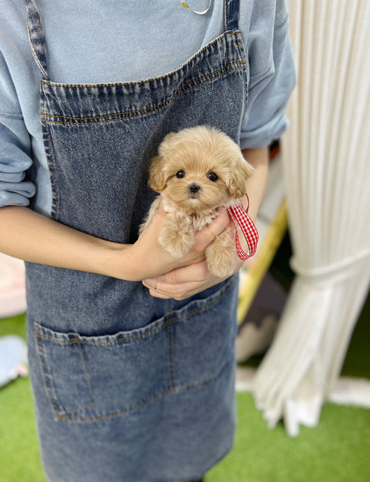 Tea cup Maltipoo- pay - I LOVE DOG MAIN