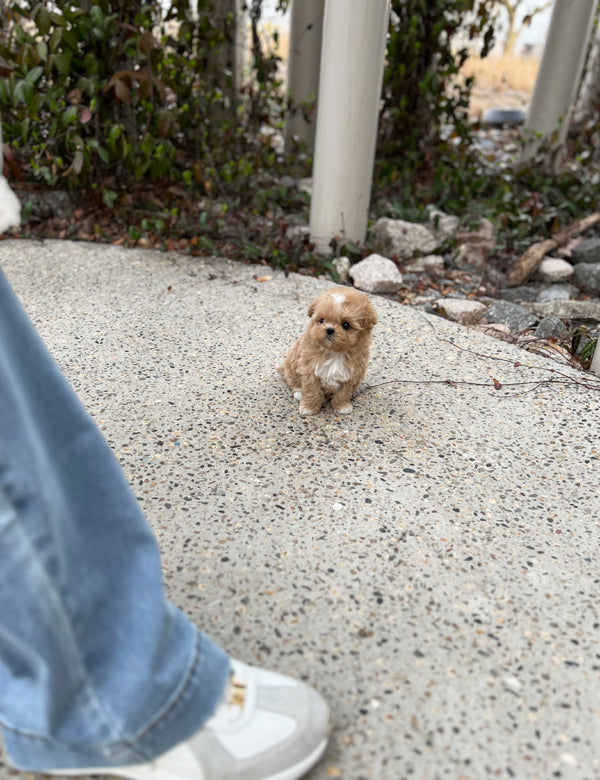 Tea cup maltipoo -Soda - I LOVE DOG MAIN