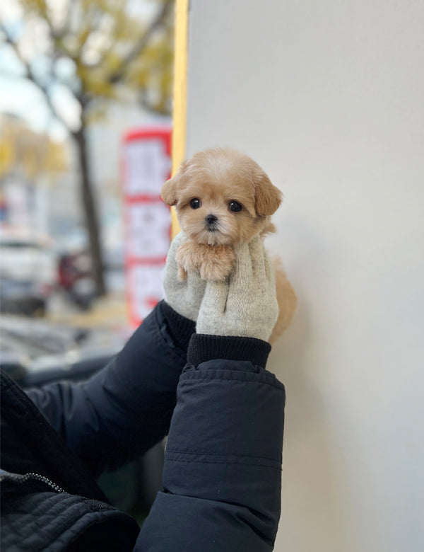 Tea cup Maltipoo-Lime - I LOVE DOG MAIN