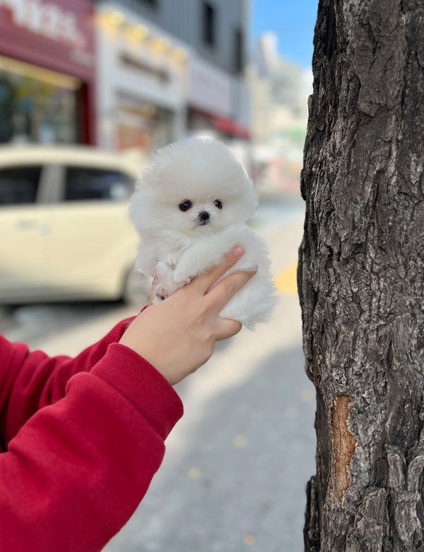 Tea cup Pomeranian-mya - I LOVE DOG MAIN